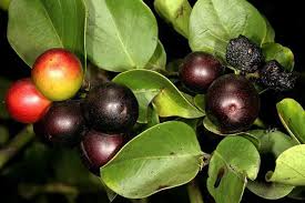 Image result for Carissa spinarum