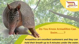 Life Of Armadillos Habitat Destruction Armadillo Habitats