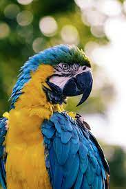 Bird Wallpapers Free Hd Download 500 Hq Unsplash Flowers animals butterfly fish eagle owl birds sound parrot peacock birds chirping. bird wallpapers free hd download 500