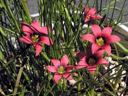 Image result for Romulea camerooniana