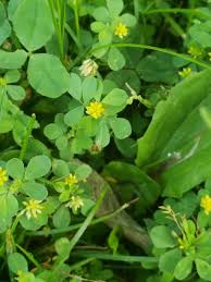 Image result for Trifolium