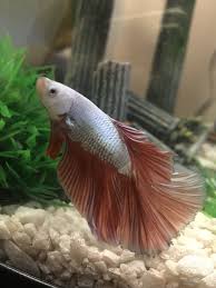 Betta Fin Rot Pleaseeee Help Me Asap My Aquarium Club