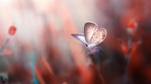 We did not find results for: Butterfly Desktop Backgrounds Collection Airwallpaper Com