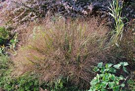 Image result for Eragrostis homblei