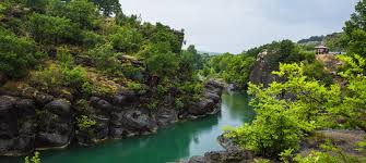 Image result for Grevea