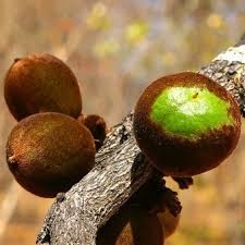 Image result for Diospyros batocana