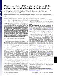 Wei chien & partners is a registered law firm with the bar council of malaysia, a professional body that regulates the profession of lawyers in peninsular malaysia. Pdf Rna Helicase A Is A Dna Binding Partner For Egfr Mediated Transcriptional Activation In The Nucleus