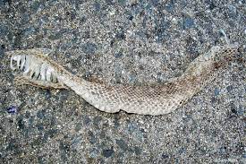 Provide any other information you feel could help! Snake Living With Izzy