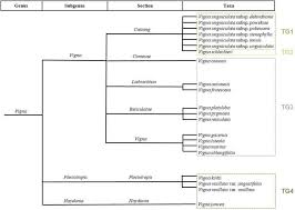 Image result for Vigna gazensis