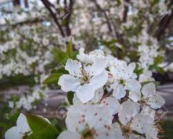 Maybe you would like to learn more about one of these? The Spring Flowering Of Cherry The Small White Flowers One Of The First Flowers Of Fruit Trees In The Spring Stock Photo Picture And Royalty Free Image Image 78848749