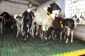 Plastic Slatted Floor Sheep House Sheep House Goat Farming Livestock Farming