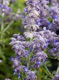 Image result for Perovskia atriplicifolia lacey blue lisslitt photo