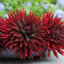 Buy Semi Cactus Dahlia Black Cat Tuber Dahlia Chat Noir 2 49 Delivery By Crocus