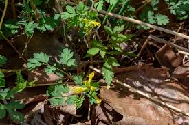 Image result for Fumariaceae