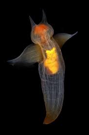 Sea Angel Beautiful Sea Creatures Sea Slug Deep Sea Creatures