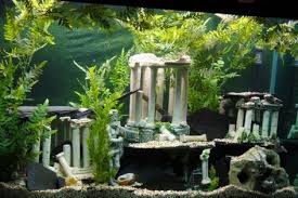 We did not find results for: 47 Aquarium Decorations Ideas Aquarium Decorations Aquarium Fish Tank