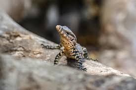 Lizard Control