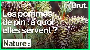 Les français font très attention aux repas. A Quoi Servent Les Pommes De Pin Youtube