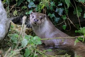 Here's how you say it. On The Scent Of Otters In Hong Kong Secretive Nocturnal Carnivores That Are Holding Out In Fish Ponds South China Morning Post