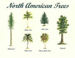 We did not find results for: North American Trees By Michael Vigliotti In 2021 Redwood Tree Tree Painting Redwood Tattoo
