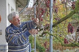 Weinreben Richtig Erziehen Und Schneiden Weinpflanze Weinrebe