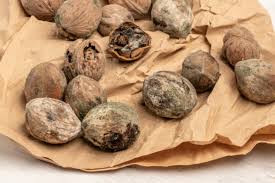 Image result for antraknóza ořešáku