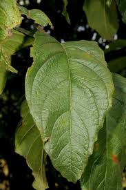 Image result for Vangueria ferruginea