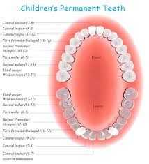 permanent tooth eruption in children kids dental online