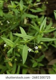 Image result for Oldenlandia