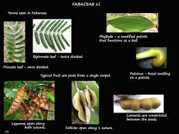 Image result for Fabaceae subfamily Papilionoideae