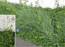 Image result for Andropogon amethystinus