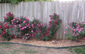 17 ideas for lazy landscaping spend less time tending to the yard and more time enjoying it! 40 Amazing Rose Garden Ideas For Your Backyard Decor Home Ideas