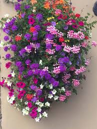 Bedding plants will brighten up any pot, window box or container, they can also be panted in beds and borders. Hanging Baskets Of Flowers Ireland