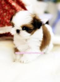 Teacup Maltese Shih Tzu Puppies Search Pictures Photos Shih Tzu Puppy Cute Dogs Cute Animal Pictures