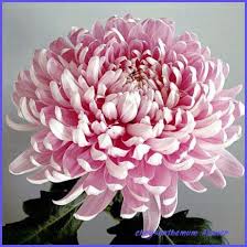 Pin On Flower