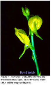 Image result for Utricularia appendiculata