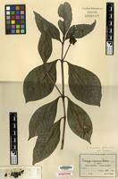 Image result for Psychotria peduncularis