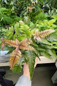Image result for Pteris