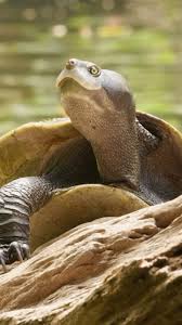 Image result for Anagallis gracilipes