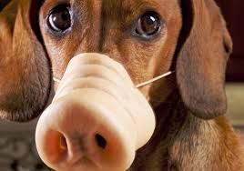 Wenn die eigene motivation gerade nicht so groß ist, kann der andere einen wieder aufbauen und zum weitermachen animieren. Den Inneren Schweinehund Uberlisten Dm At