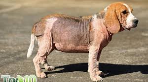 These skin abnormalities are easier to see in shorthaired dogs. 10 Home Remedies To Help With Hair Loss In Dogs Top 10 Home Remedies