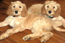 Irish doodle puppies for sale near me. Irish Doodle Dog Breed Health Training Feeding Puppies And Temperament Petguide