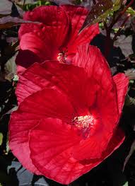 Image result for Hibiscus mechowii