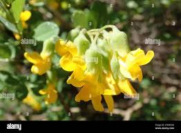 Image result for Calpurnia aurea