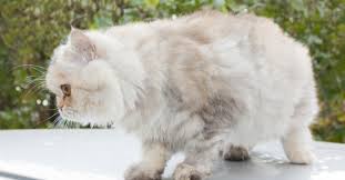 How is the health of any of the cats whose owners used this remedy? 5 Solutions For Tackling Matted Cat Hair At Home Remedies