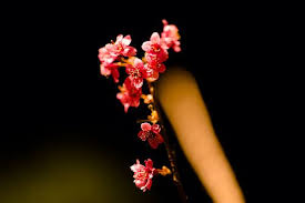 dsc00588 flowers crown jewelry jewelry