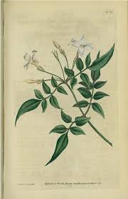 Image result for Jasminum