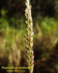 Image result for Paspalidium