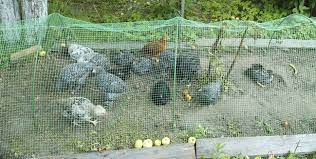 Deux autres souches de grippe aviaire, h5n1 (entre 2003 et 2011), puis h7n9 (depuis 2013), ont la france est touchée depuis l'hiver dernier par une souche de grippe aviaire h5n8 qui a entraîné. Grippe Aviaire Le Confinement De Volailles Decrete Dans 45 Departements
