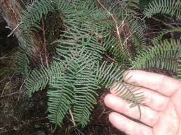 Image result for Gleichenia elongata
